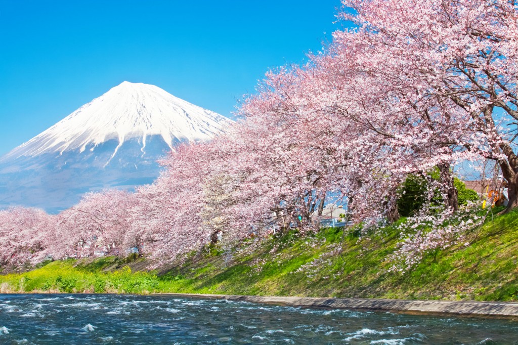 beautiful-mountain-fuji-and-sakura-cherry-blossom-in-japan-spring-season-copy