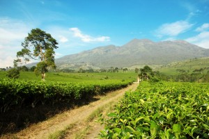 Elegant Cultural Wonders of Solo