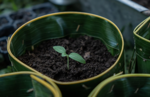 <strong>The Apurva Kempinski Bali</strong> <strong>Launches ‘Apurva Kempinski’s Sustainable Agriculture Program’</strong>